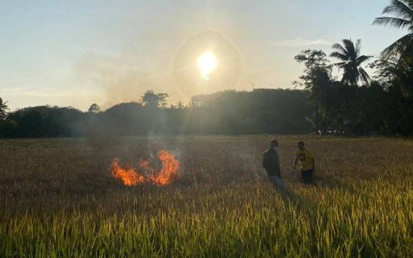 Petani membakar pokok padi yang rosak dalam usaha mengelakkan penyakit bena perang merebak ke petak padi lain di Kampung Bukit Larek pada Selasa.