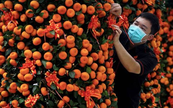 Pengurus Seremban Landscape & Nursery, Nixon Lau Tian Soon memperkemaskan hiasan pada pokok limau sebagai persiapan akhir sebelum diambil pelanggan yang menempahnya menjelang perayaan Tahun Baru Cina.