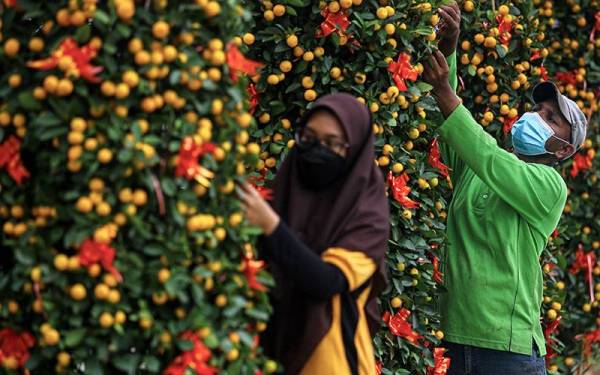 Pekerja Seremban Landscape & Nursery Siddiq Hussoin (kanan) bersama rakan setugasnya, Syahirah Badrottamam melakukan kerja-kerja kekemasan pokok limau sebelum dijual kepada orang ramai menjelang perayaan Tahun Baru Cina.