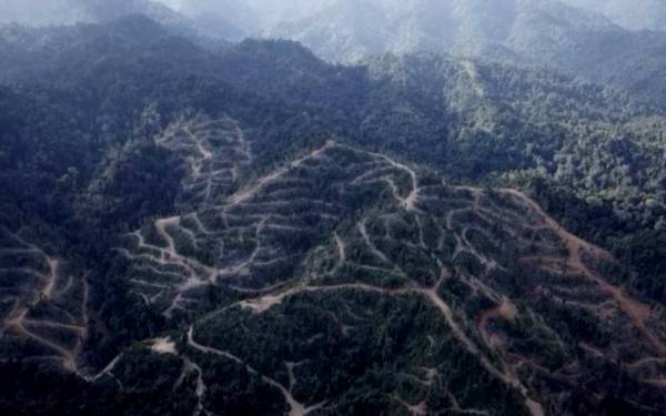 Gambar yang dikongsi di laman sosial Persatuan Aktivis Sahabat Alam (KUASA).