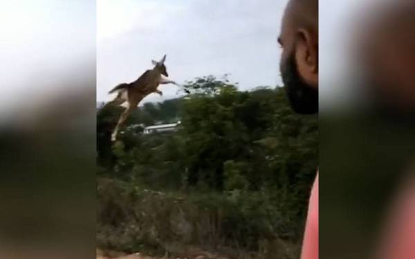 Seekor rusa terbang tinggi di sebuah lokasi yang tidak didedahkan di India baru-baru ini. - Foto Twitter/@WildLense_India