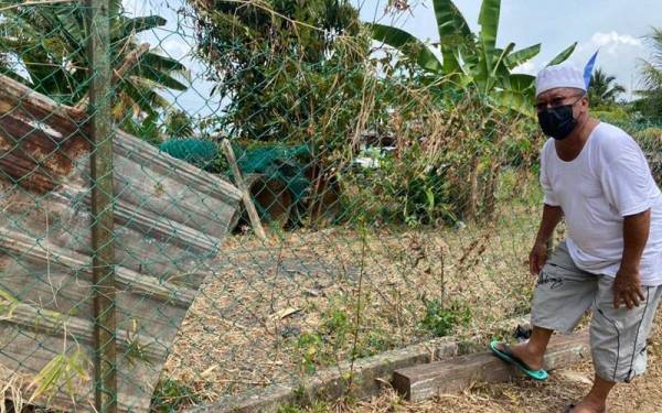 Abu Bakar menunjukkan kebunnya yang diceroboh babi hutan.