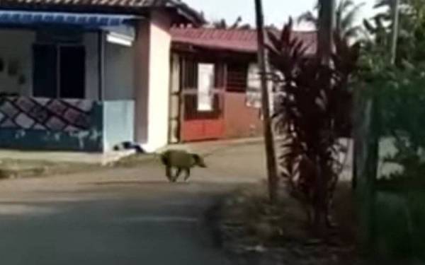 Video memaparkan babi hutan berkeliaran di Kampung Kampung Kelongkong, Tanjung Kling.
