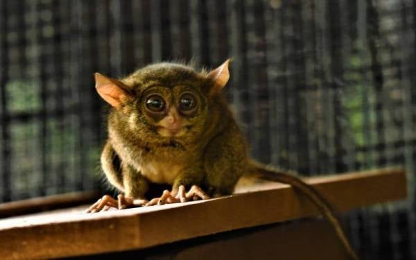 Kera hantu antara spesis baharu yang dipamerkan di ZTNS.