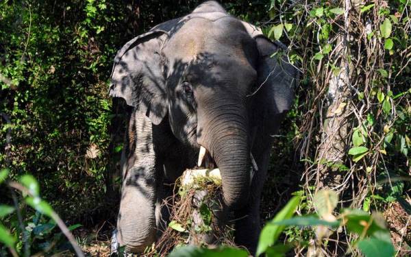Gajah jantan dianggarkan berusia 15 tahun yang berjaya ditangkap Perhilitan Terengganu di Kampung Padang Tapong dekat Kampung Padang Luas pada Sabtu. - Foto Bernama