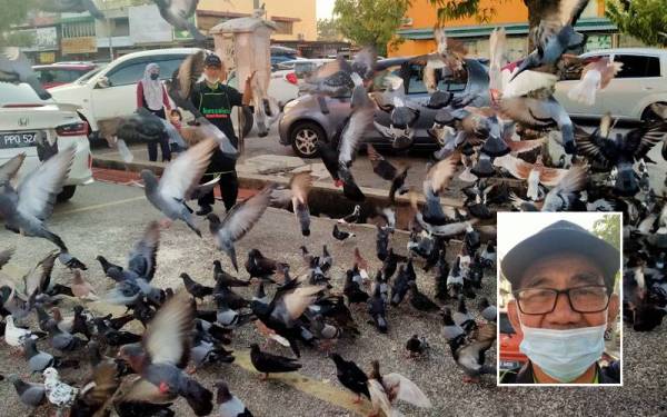 Hasfani Azilan menggunakan laungan tertentu bagi menarik perhatian burung merpati. Gambar kecil: Hasfani Azilan