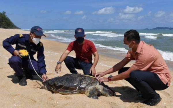 Bangkai seekor penyu dalam keadaan mula mereput dan berkemungkinan mati akibat tertelan plastik ditemui di Terengganu pada 23 Januari lalu. - Foto Bernama