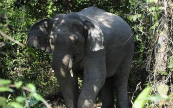 Gajah jantan yang ditangkap di Kampung Padang Tapong, di sini Sabtu lepas didapati mati di kebun getah di kampung berkenaan, petang Isnin. - Foto fail Bernama 