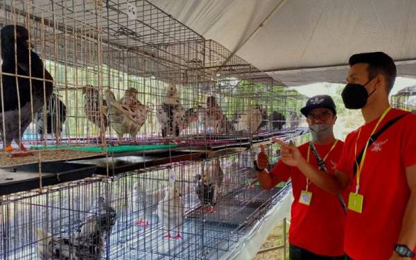 Burung merpati hias menjadi kegilaan baharu dalam kalangan peminat unggas di negara ini apabila ia semakin popular dek kerana gaya serta kecantikan yang diperagakan oleh haiwan berkenaan.