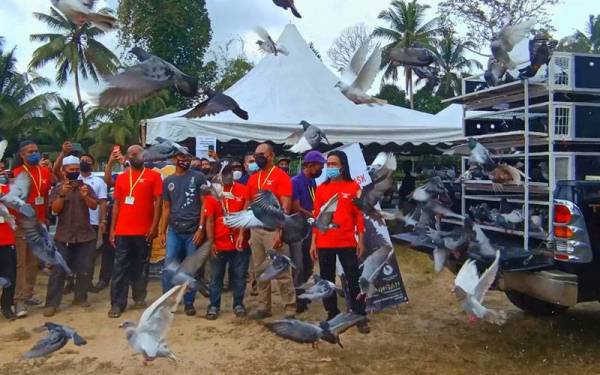 Sebanyak 300 ekor merpati dilepaskan sebagai simbolik perasmian pertandingan dan pameran merpati hias yang berlangsung di Tendong, Pasir Mas pada Selasa.