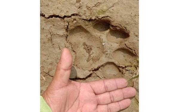 Gambar tapak kaki harimau sebesar saiz tapak tangan dewasa yang dirakam.
