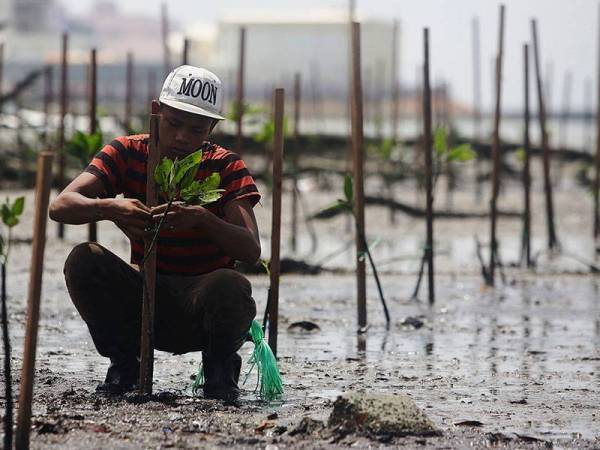 Program penanaman pokok bakau dan spesies yang sesuai akan diteruskan di pesisiran pantai negara.