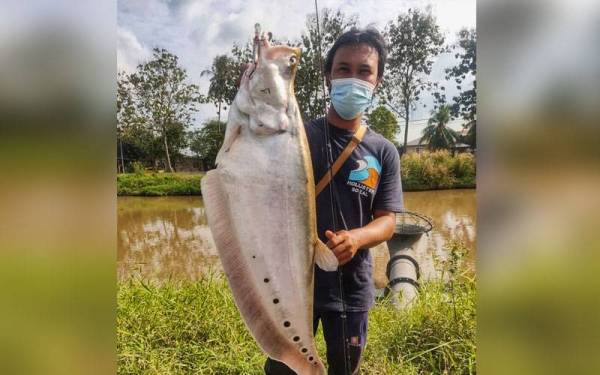 Mohd Nazrul Izuwan menunjukkan antara ikan belida berjaya dipancingnya di Sungai Kubang Sepat.