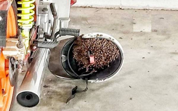 Pekerja kilang terkejut lebah bersarang dalam topi keledar.