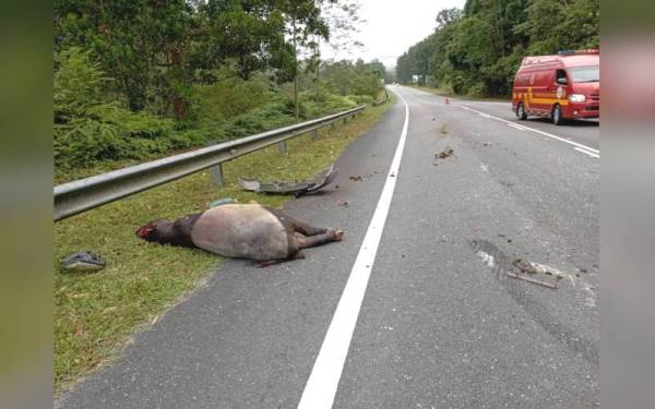 Bangkai tapir yang dilanggar mangsa di Jalan Kuala Klawang-Simpang Pertang berhampiran Petaseh pada Isnin. - Foto ihsan bomba