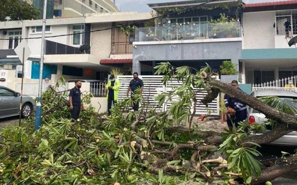 Kakitangan pembersihan MBPP sedang mengalihkan dan membersihkan pokok tumbang di Gerbang Midlands (ihsan MBPP).