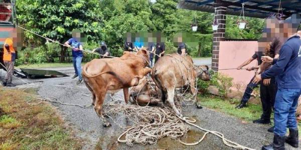 Sebahagian lembu yang ditangkap penguat kuasa MDB ketika berkeliaran dan mengganggu lalu lintas.