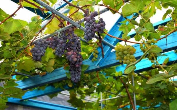 Buah anggur yang bergantungan juga menjadi terapi buat Syed Norhaimi dan isterinya.