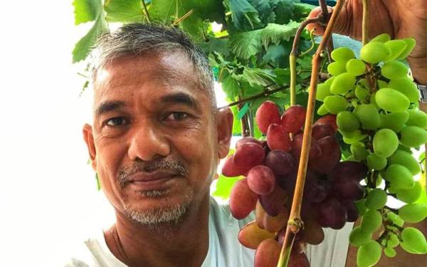Syed Norhaimi gembira kerana cubaannya menanam anggur membuahkan hasil.