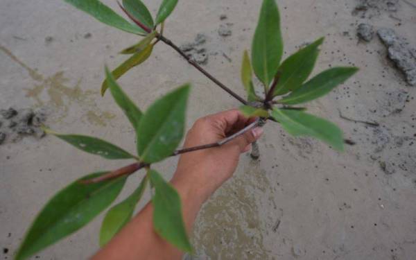 Anak bakau yang sedang membesar berhampiran Stesen Janakuasa Sultan Azlan Shah (SJSAS), Manjung