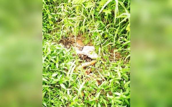 Tengkorak dan rangka manusia yang ditemui pada Isnin lalu.