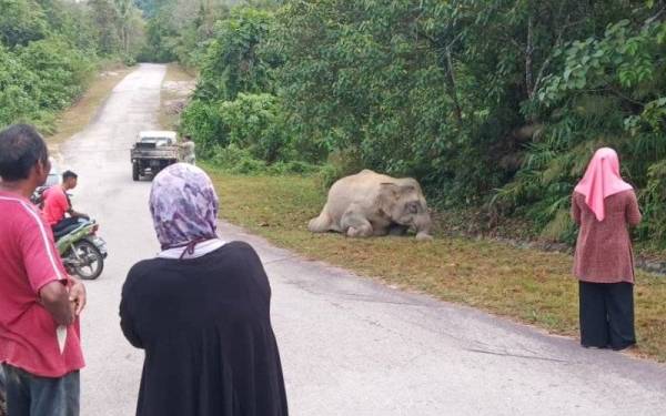 Penduduk kampung yang melalui Jalan Empangan Pedu terserempak dengan seekor gajah mati di tepi jalan pada Selasa.