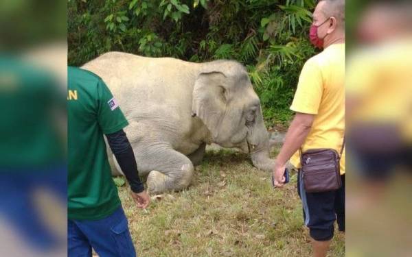 Seekor gajah ditemui mati di tepi Jalan Empangan Pedu, pada Selasa.