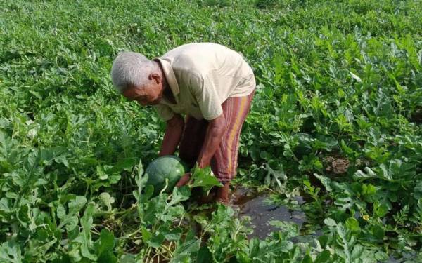 Penanam yang terlibat terpaksa mengutip tembikai dalam keadaan tanah yang masih digenangi air.