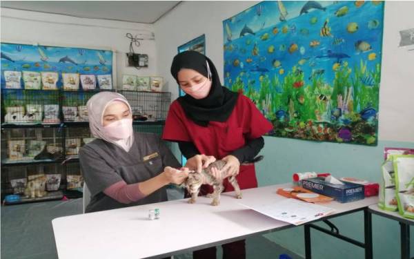Doktor veterinar menyuntik vaksin pada kucing terbiar yang diselamatkan di Khaty's Cat House.