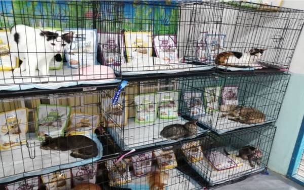 Antara kucing terbiar yang telah dirawat di Khaty's Cat House.