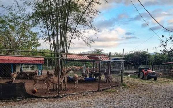 Ladang ternakan Zainol Abidin di Jalan Sintok kini menempatkan 42 ekor rusa, 163 ekor lembu dan 210 ekor kambing.