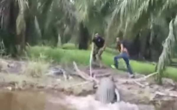 Tangkap layar video tular menunjukkan kehadiran buaya dalam parit di sebuah kebun sawit dikatakan berlaku di Kuala Kurau.