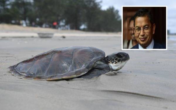 Seekor anak Penyu agar betina dianggarkan berusia dua tahun ditemukan dalam keadaan lemah dan terdampar di Pantai Pulau Kekabu, Marang pada 12 Februari lalu. -Foto: Bernama . (Gambar kecil : Dr Azman)