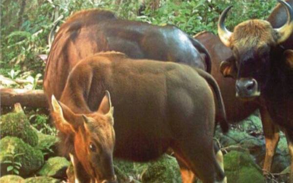 Kerajaan Perak sedia membantu usaha membiakkan seladang liar yang kini diancam kepupusan.