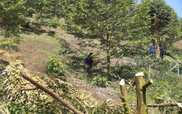 JPNP melakukan kerja-kerja memusnahkan pokok durian Musang King yang ditanam secara haram di dalam hutan Sungai Lembing.