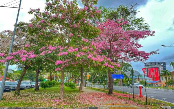 Sebanyak 3,002 batang pokok tekoma ditanam di kawasan Seberang Perai.
