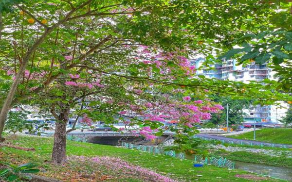 Bunga berwarna merah jambu dan putih menjadi tarikan untuk orang ramai bergambar.