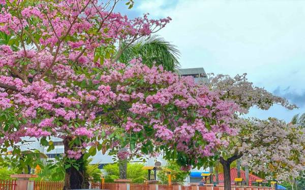 Tekoma yang diberi gelaran 'sakura Malaysia' mula berbunga di Pulau Pinang.