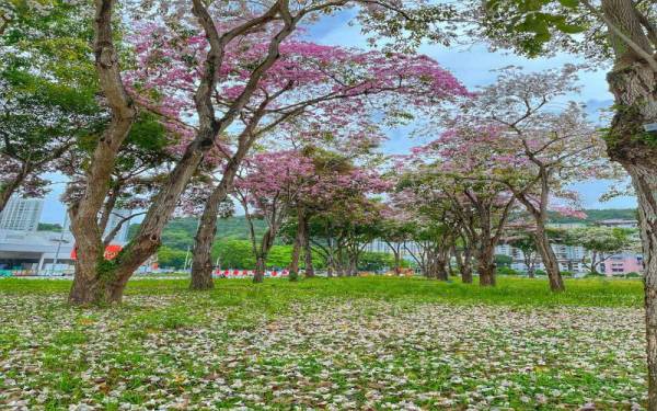 Tekoma akan berbunga ketika musim panas pada bulan Mac atau April.