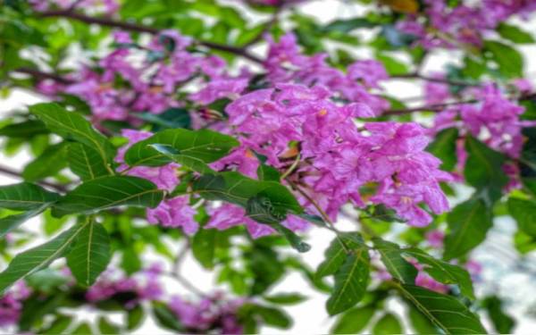 Tempoh pokok tekoma berbunga hanya kira-kira dua minggu sahaja.