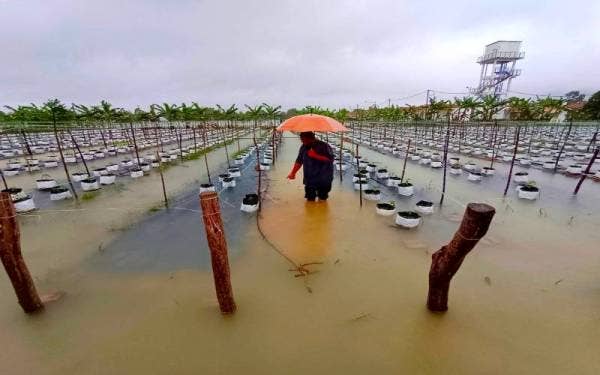 Peserta projek cili fertigasi di Desa Alam Shah, Kampung Gong Jenarah, Gaal, Pasir Puteh berdepan kerugian apabila 24,000 anak pokok cili ditenggelami air.