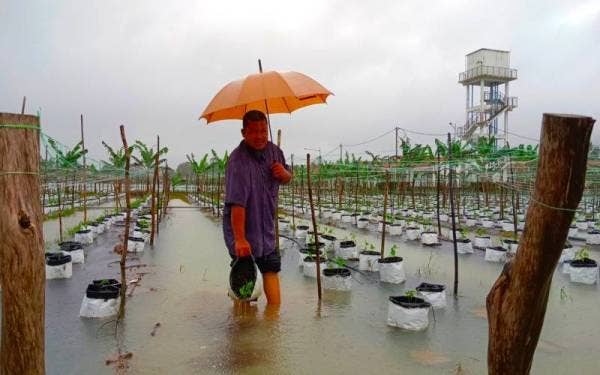 Mohd Rozman menunjukkan pokok cili rosak akibat ditenggelami air.
