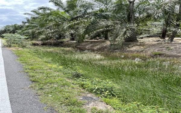 Antara masalah yang dihadapi penduduk Kampung Sungai Buloh, sistem perparitan yang tidak diselenggarakan