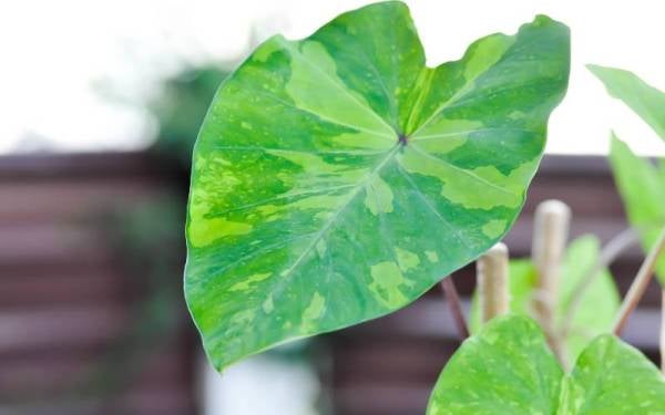 Gambar hiasan. - Foto 123RF