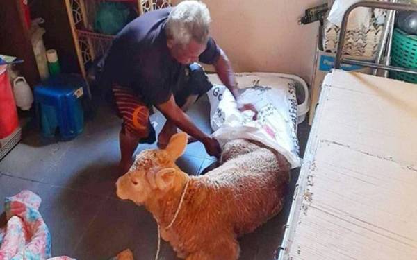 Yusof terpaksa memasukkan anak lembunya ke dalam guni untuk diselamatkan dengan menggunakan perahu.