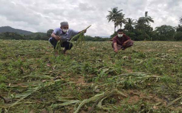Idris (kanan) dan salah seorang penduduk kampung melihat keadaan jagung yang musnah diatas tanah seluas 1.2 hektar yang diusahakannya.