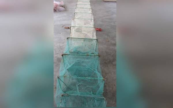 Bubu naga yang diharamkan penggunaan oleh Jabatan Perikanan akibat berisiko kepada sumber laut.