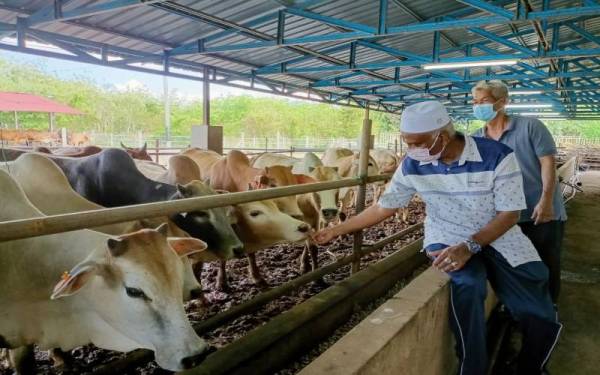 Zainol Abidin (kiri) memberi makan kepada lembu korban yang terdapat di ladang ternakannya.