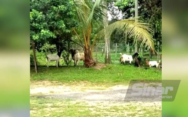 Hasil tanaman musnah dimakan kambing yang turut meninggalkan najis di kawasan rumah Senyum.