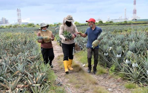 Roslee (kanan) yang dibantu adik perempuannya Rosnah Ismail (kiri) dan suaminya Ady Abu Aris (tengah) di kebun nanas mereka di Kampung Lepau, Pengerang. - Foto Bernama
--fotoBERNAMA (2022) HAK CIPTA TERPELIHARA